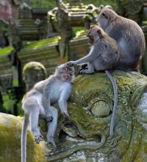 Bali Bird Park & Monkey Forest Tour 2