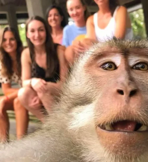 Bali Bird Park & Monkey Forest Tour 4