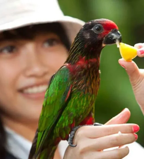 Bali Bird Park & Monkey Forest Tour 6