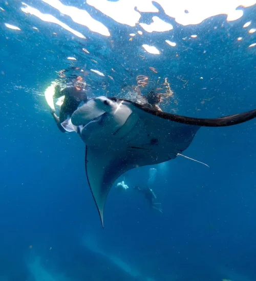 Nusa Penida Snorkeling Adventure 3